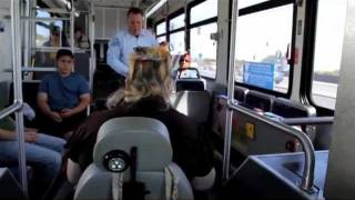 How to ride the Bus  General Public [upl. by Loydie679]