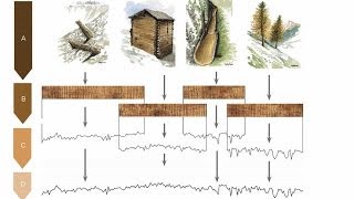 How we know the earth is MORE than 6 thousand years old  Part 1 Tree Rings [upl. by Yeung]