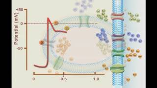 Le cycle cardiaquela pompe cardiaque Physiologie cardiovasculaire [upl. by Elamor]