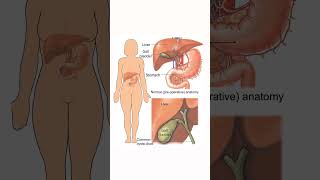 gallbladder anatomy [upl. by Cherilyn]