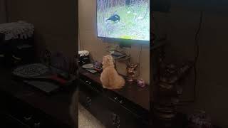 Cat videos for Cats to watch shorts shortvideo [upl. by Hokanson276]