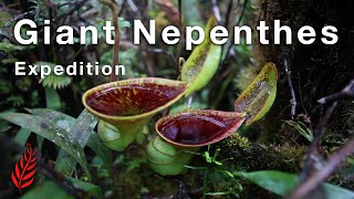 Giant Nepenthes Expedition [upl. by Havens]