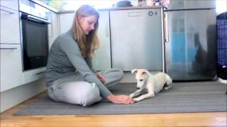 Selfcontroll training  Whippet 4 months [upl. by Torry621]