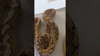 Platinum Het pied 100 ●SubscribeLikeampComment snake reptile pets reels shorts trending piks [upl. by Airotal]