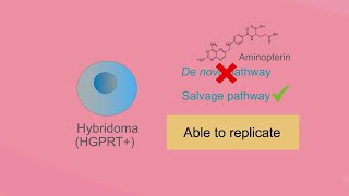 Clone Screening Tutorial Selecting hybridomas using HAT method [upl. by Assirrec945]