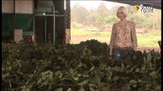 INGRID GRUDKE  Proceso de la Yerba Mate  PIPORE [upl. by Calderon476]