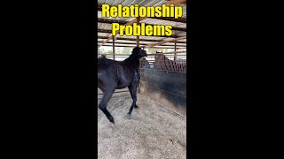 Funny Horse Video of OneWay Love Affair [upl. by Arrad]