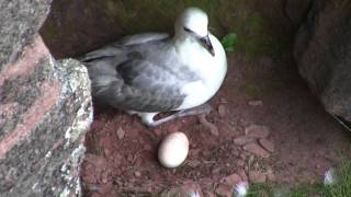 Northern Fulmar Fulmarus glacialis [upl. by Adekram]