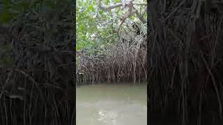 Stilt roots of Rhizophora a mangrove plant [upl. by Ethelind]