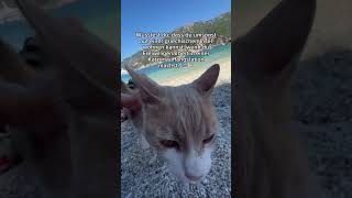 Freiwilligenarbeit mit Katzen in Griechenland 🇬🇷😸 [upl. by Stone]