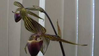 Paphiopedilum rothschildianum in bloom video [upl. by Duky507]