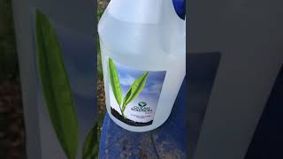 Using Ocean Solution Fertilizer on plants [upl. by Rabush]