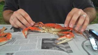 How To Properly Pick A Crab  Whats Up Annapolis Magazine [upl. by Aitnauq]