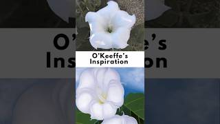 OKeeffes Inspiration [upl. by Aical]