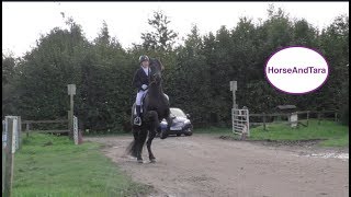 Friesian horse offers the Levade [upl. by Tiernan]