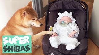 Shiba Inu Compilation 2018  Why Shiba Inus Make the Best Pets [upl. by Ille]