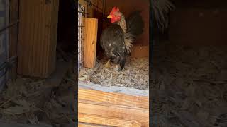 Check out this 4 month old bantam Serama cockerel [upl. by Ssenav]