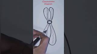 Chromosome Diagram ✍🏼 easy shorts ytviral drawing [upl. by Hacim592]