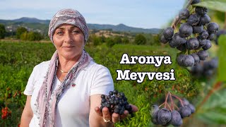 Kanserin Çaresi Mucizevi Meyve ARONYA Artık Kaz Dağlarında Agonya Ovasında da yetiştiriliyor [upl. by Debby209]