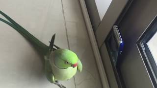 Malayalam Speaking Parrot Sonu [upl. by Ocsic]