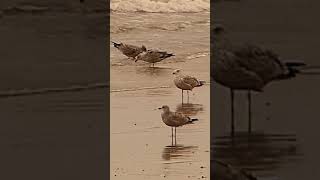 Gulls on the sea shore [upl. by Amerak608]