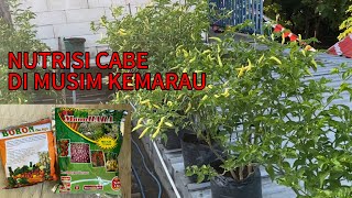 PEMBERIAN NUTRISI CABE RAWIT DI MASA GENERATIF [upl. by Hamian259]