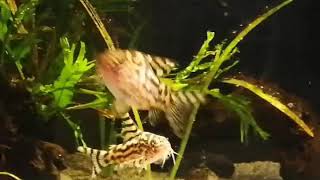 Corydoras breeding  Cw111 ch2 [upl. by Asilanom]