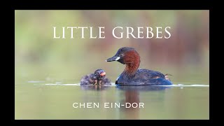 Little Grebes  Parents feed chicks  טבלנים גמדיים  הורים מאכילים אפרוחים [upl. by Snow]