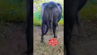 Top Quality top breed 5 star 25 Letter Milk Murrah Buffalo For Sale trending murrah shorts [upl. by Atthia]