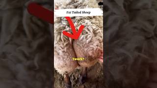 Ever Seen a Sheep Twerk 🐑 🤣 viral shorts funny [upl. by Eisso911]