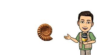 Ammonites Explained [upl. by Ettenel]