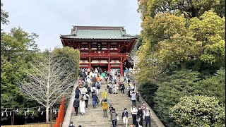 【2023春・鎌倉花満開🌸】鶴岡八幡宮参道「段葛」、源平池周辺の桜🌸、花満開！（20230331撮影） [upl. by Tur]