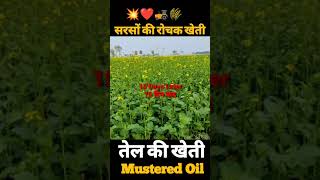 Sarso ki kheti 🚜🌾 Mustard farming  Farming technology shorts shots short [upl. by Viv465]