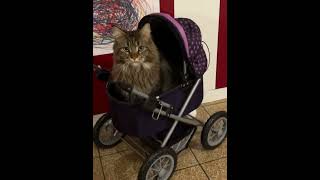 Katze im Puppenwagen😂cat catlover cute süßekatzen mainecooncats kitty funny [upl. by Trawets]