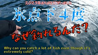 【ダンゴ釣り】魚に見えないピンクフロロで低活性の魚は釣れるか？試してみたらまさかの結果に！ [upl. by Ahsinot]