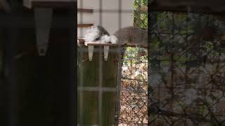 Ex Endangered Delmarva Fox Squirrel birds birdwatching birdenthusiast zoo [upl. by Ahsiuqal418]