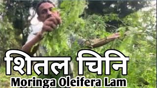 Sital Chini Moringa Oleifera Lam सजिवन important green plant MORINGA FARM शितल चिनि बिरुवा महंगो छ [upl. by Rennug]