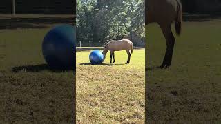 Foal Mystiques New Ball [upl. by Aldric]