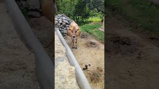 Tiger and cow part  2 dog dogs doglover puppy puppies cow calf cute animals shorts love [upl. by Burwell]