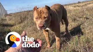 Pittie Spent 5 Months Living Alone At A Truck Stop  The Dodo Pittie Nation [upl. by Hamrah]