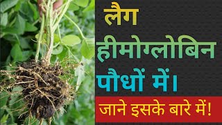 Leg hemoglobin in plants explain in Hindi USMAN USTA CANNON OF INFORMATION hemoglobin [upl. by Cram]