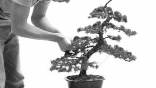 bonsai  juniper  wacholder  juniperus chinensis  redesign  Part II [upl. by Atinad127]