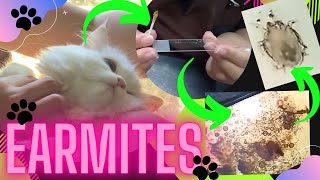 EARMITES TREATMENT FOR CATS [upl. by Ahsiekel]