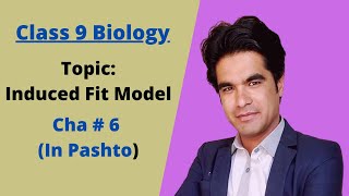 Induced Fit Model  9 biology in pashto  Home of biology [upl. by Adey]