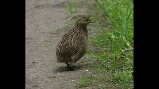 Quail Bird Call [upl. by Aneelad649]