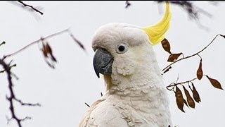 Exotic Birds  Crazy Sulphur Crested Cockatoos [upl. by Sehguh]