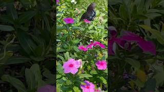 Spicebush Swallowtail Butterfly 82424 lookup garden butterfly blue summer 2024 shorts wow [upl. by Fredericka]