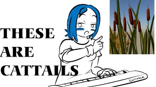 These are Cattails [upl. by Grannia]