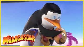 DreamWorks Madagascar en Español Latino  Air Pingüinos  Dibujos Animados [upl. by Haimerej303]