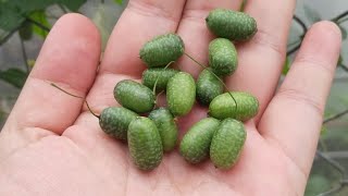 Harvesting Cucamelons  Healthy Eating ❤️ [upl. by Hanae]